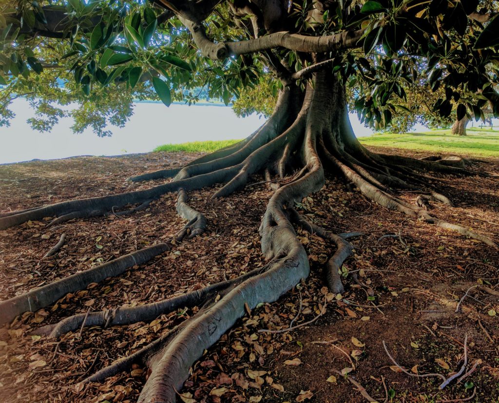Beautiful tree with deep roots exposed.