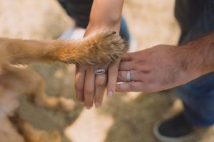 Read more about the article How Dogs Help to Center Police Officers